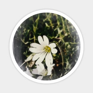 White cerastium Magnet